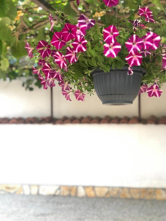 Corinne Garden Residence Novigrad Istria Eksteriør bilde